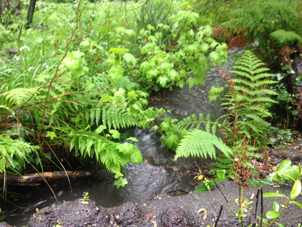 Willow Creek - Sausalito, CA